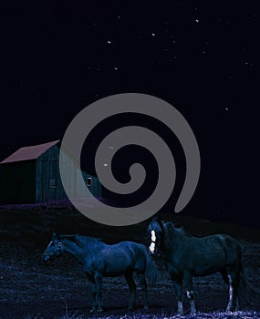 Horses at night