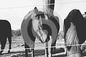 Horses nuzzle in black and white