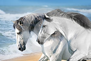 Horses in ocean photo