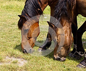 Horses in old castle