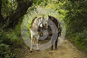 Horses ona countryside road