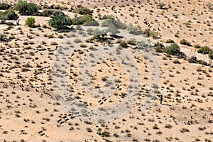 Horses on the open range