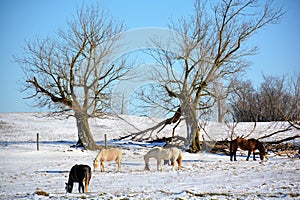 Horses out on a ranch in the winter snow photo