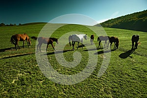 Horses outdoor