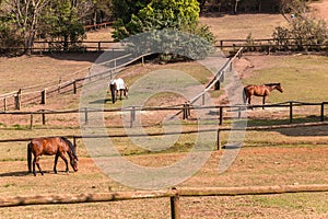 Horses Outdoors Paddocks