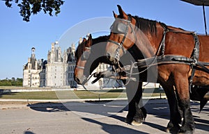 Horses outside Chambord Castle