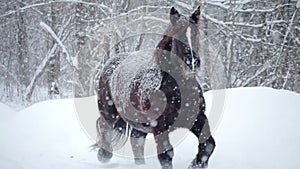 Horses Outside during a Winter Snowstorm