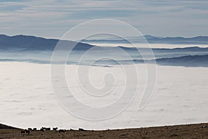 Horses over a sea of fog