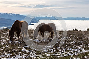 Horses over a sea of fog