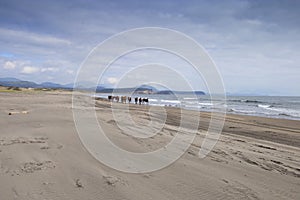 Horses on the Pacific coast, Kunashir Island, Russia