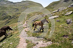 horses pacing free in the mountains of the pyrenees in France