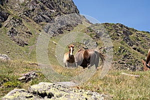 horses pacing free in the mountains of the pyrenees in France