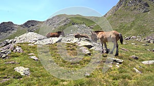 horses pacing free in the pyrenees mountains in a sunny day
