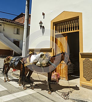 Horses and pack mules in traditional Colombian village