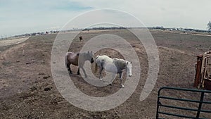 Horses in paddock