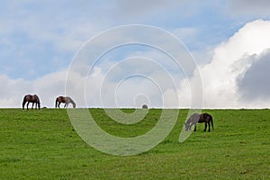 Horses on a paddock eating grass