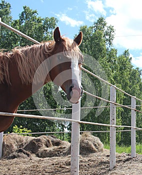 Horses in a paddock on a farm eating hay grazing in the village animals