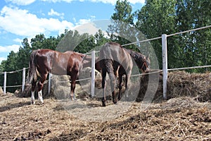 Horses in a paddock on a farm eating hay grazing in the village animals