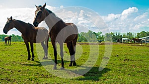Horses on the paddock at the stud