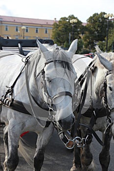 Horses on the palace square Saints Petersburg .Russia