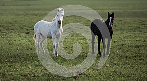 Horses in the pampas