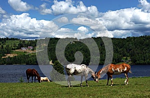 Horses in Pasture