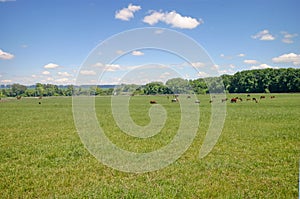 Horses on pasture