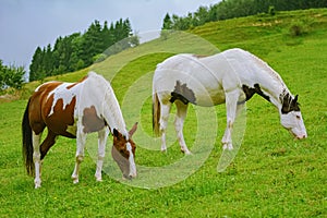 Horses on the pasture