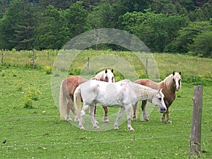 Horses in a pasture