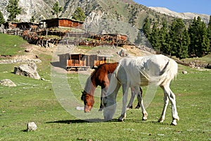 Horses on pasture