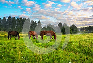 Horses on a pasture