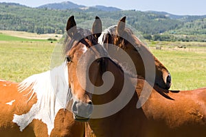 Horses on pasture