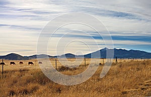 Horses in Pasture