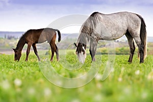 Horses on pasture