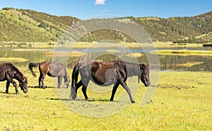 Horses in the pasture