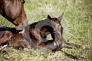 Horses in pasture