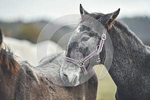 Portrait grey horse on pasture