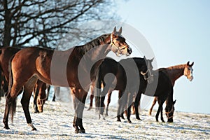 Horses on the pasture at dawn