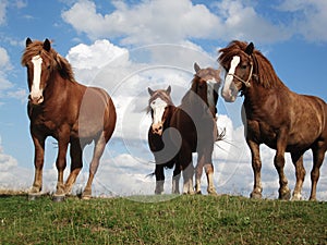 Horses on the pasture