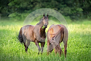 Caballos sobre el pastar 