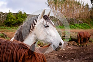 Horses on pasture, in the heard together, happy animals, Portugal Lusitanos photo