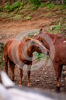 Horses on pasture, in the heard together, happy animals, Portugal Lusitanos photo