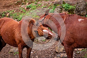 Horses on pasture, in the heard together, happy animals, Portugal Lusitanos