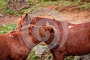 Horses on pasture, in the heard together, happy animals, Portugal Lusitanos