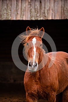 Horses on pasture, in the heard together, happy animals, Portugal Lusitanos