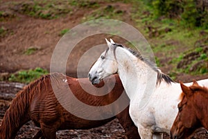 Horses on pasture, in the heard together, happy animals, Portugal Lusitanos