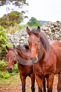 Horses on pasture, in the heard together, happy animals, Portugal Lusitanos photo