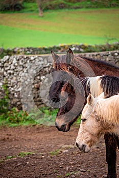 Horses on pasture, in the heard together, happy animals, Portugal Lusitanos