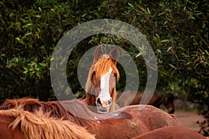 Horses on pasture, in the heard together, happy animals, Portugal Lusitanos