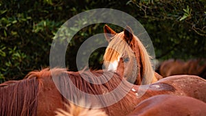 Horses on pasture, in the heard together, happy animals, Portugal Lusitanos photo